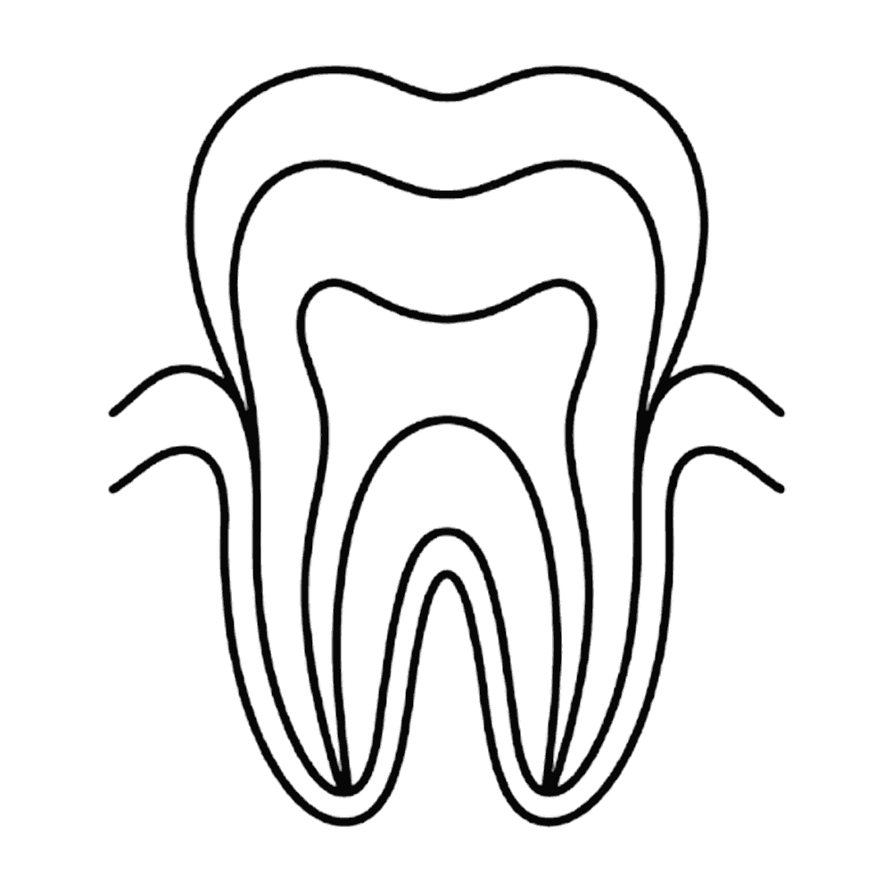 歯の断面(線画)のイラスト素材