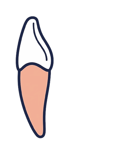 前歯（よこから）のイラスト素材