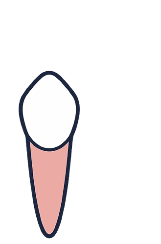 犬歯（前歯）のイラスト素材