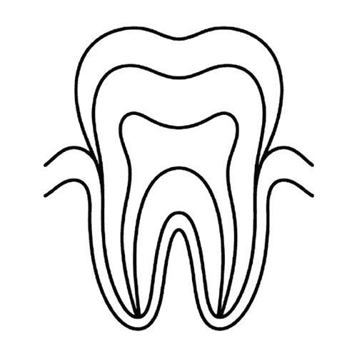 歯の断面（線画）のイラスト素材
